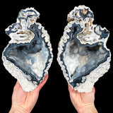 Large Black and White Fossil Coral Pair 