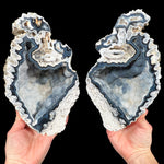 Florida Fossil Coral Pair Large