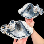 Large Fossil Coral Pair from Florida
