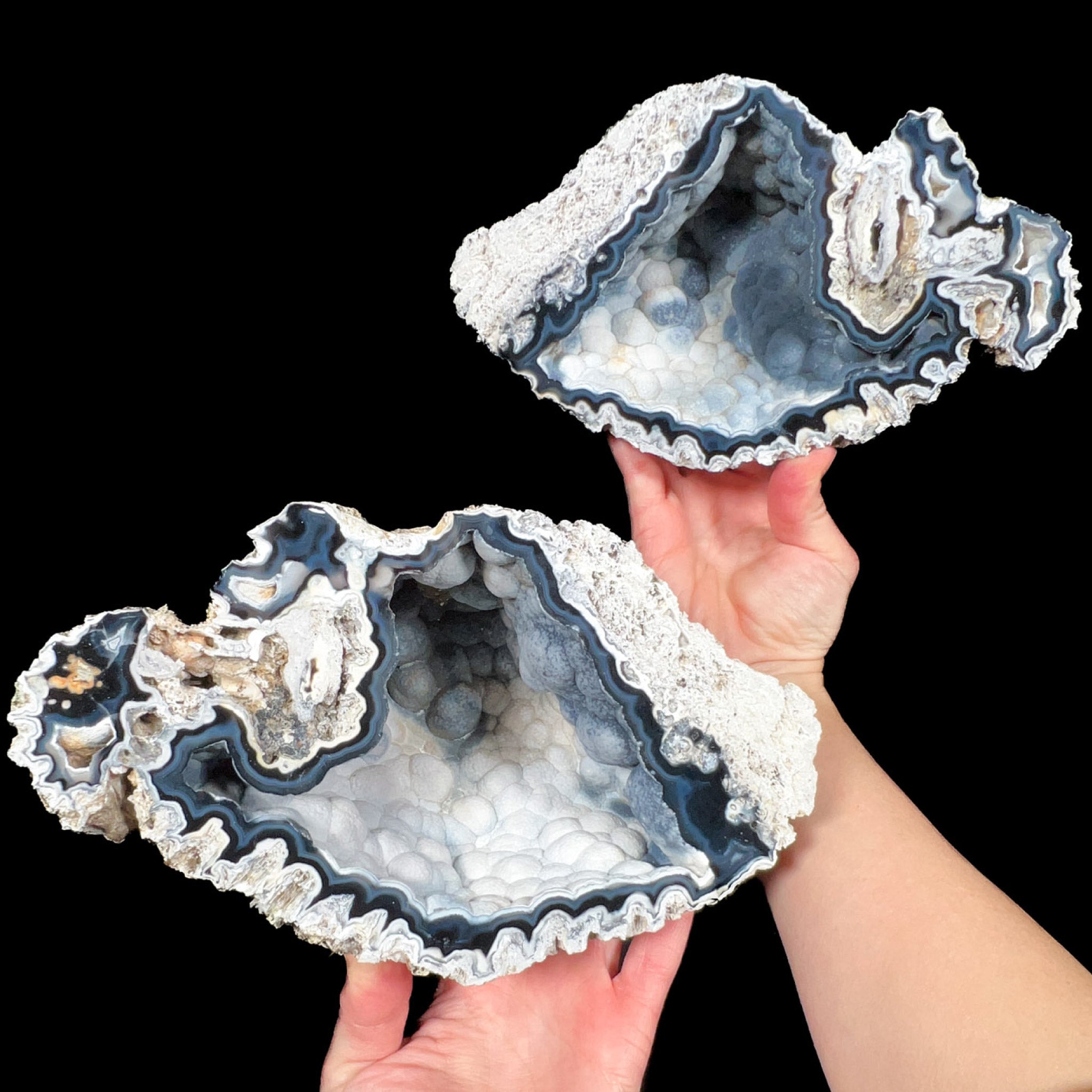 Large Fossil Coral Pair from Florida