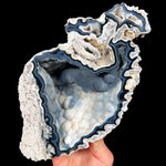 Tampa Bay, Florida Fossilized Coral