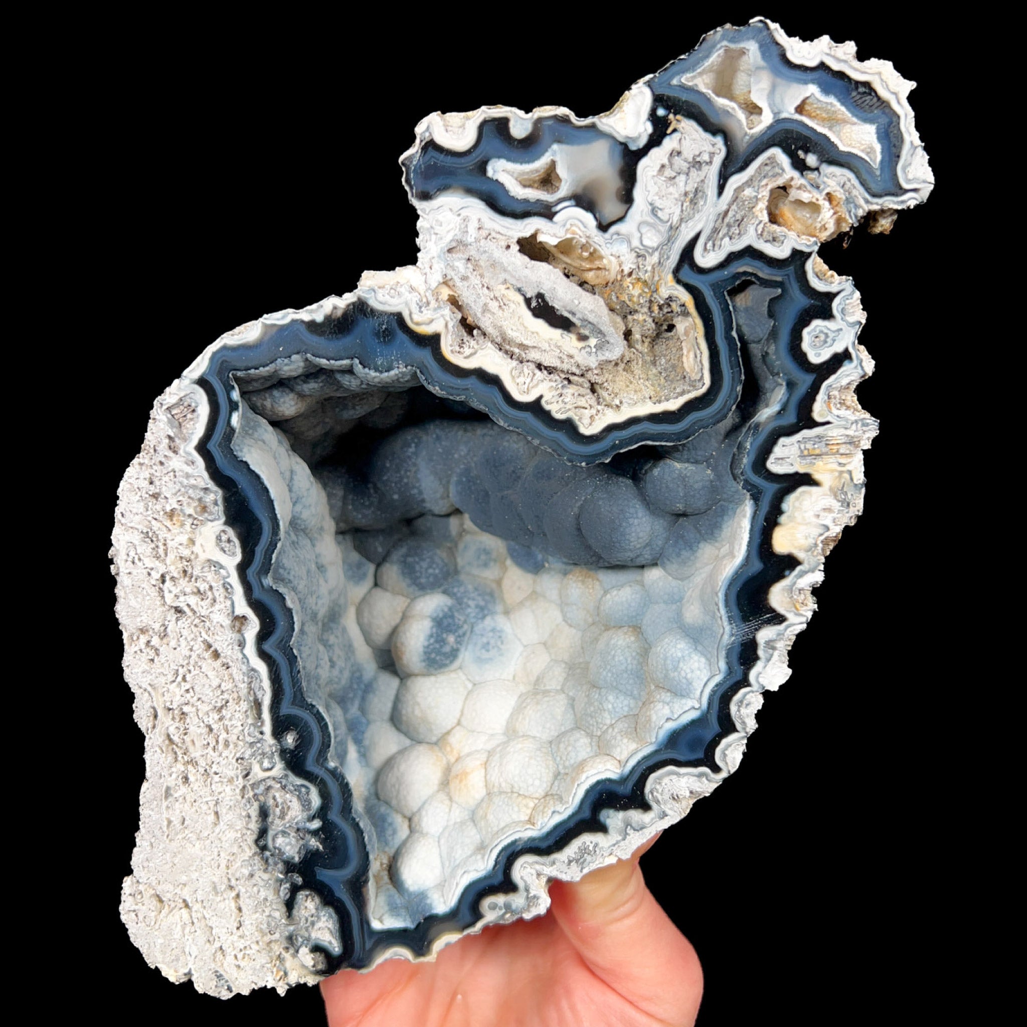 Tampa Bay, Florida Fossilized Coral