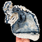 Tampa Bay Florida Fossil Coral