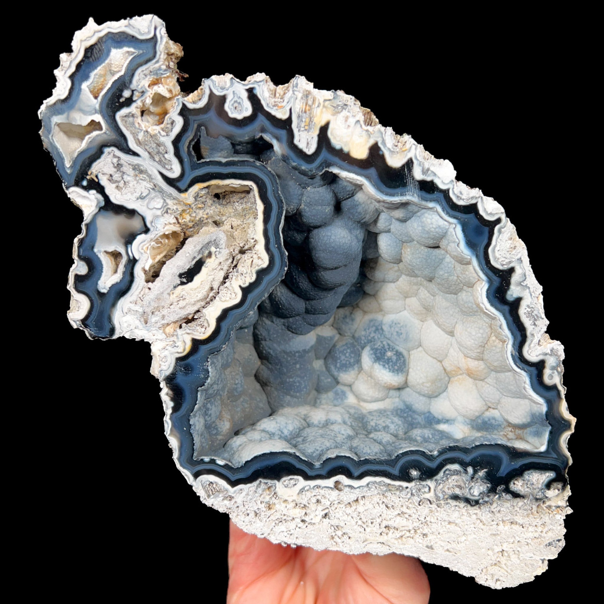 Tampa Bay Florida Fossil Coral