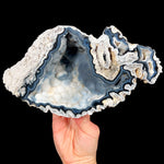 Fossil Coral from Tampa Bay Florida