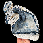 Florida Fossilized Coral from Tampa Bay