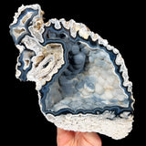 Florida Fossilized Coral from Tampa Bay