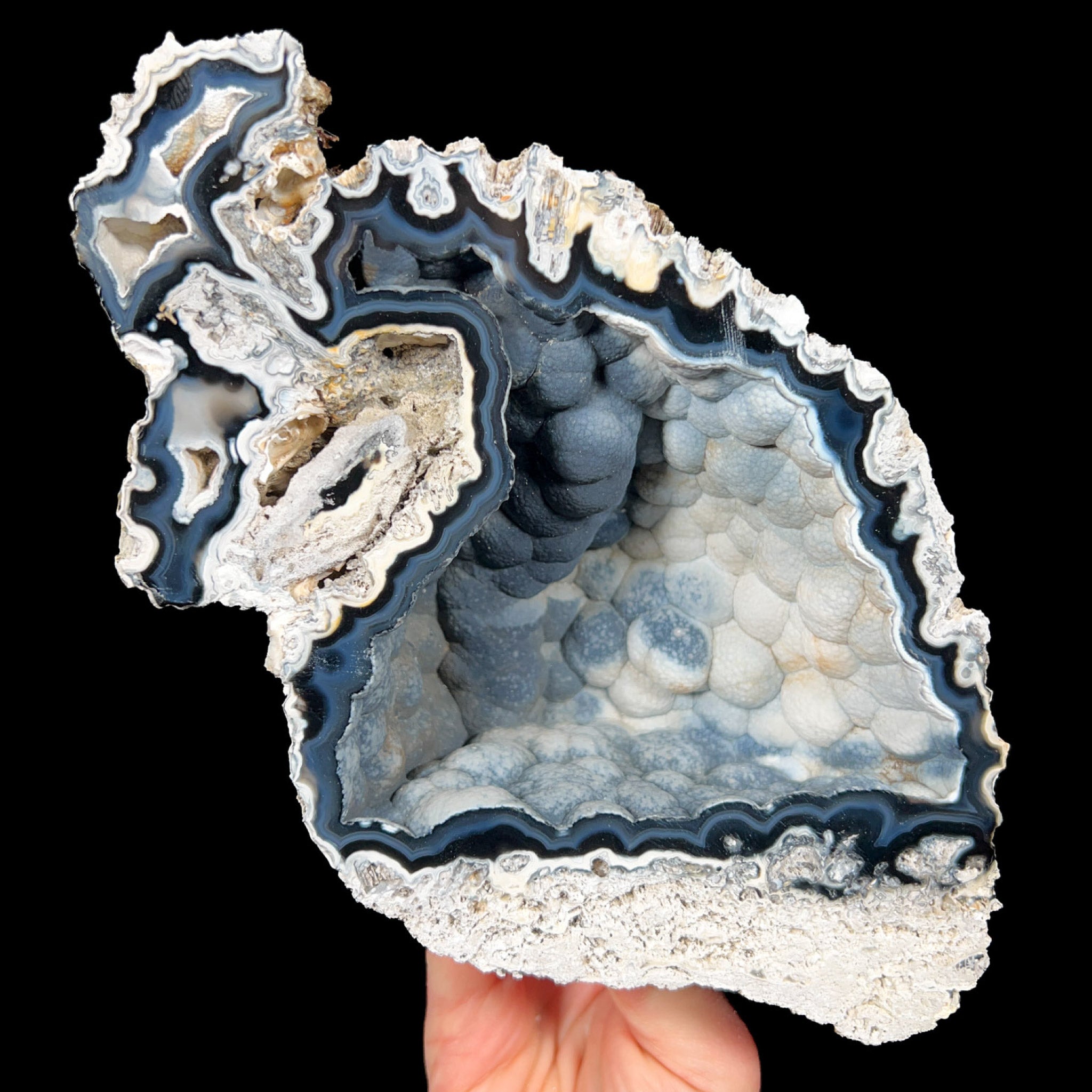 Florida Fossilized Coral from Tampa Bay