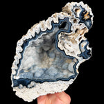 Interior of Fossilized Coral from Florida