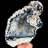 Interior of Fossilized Coral from Florida