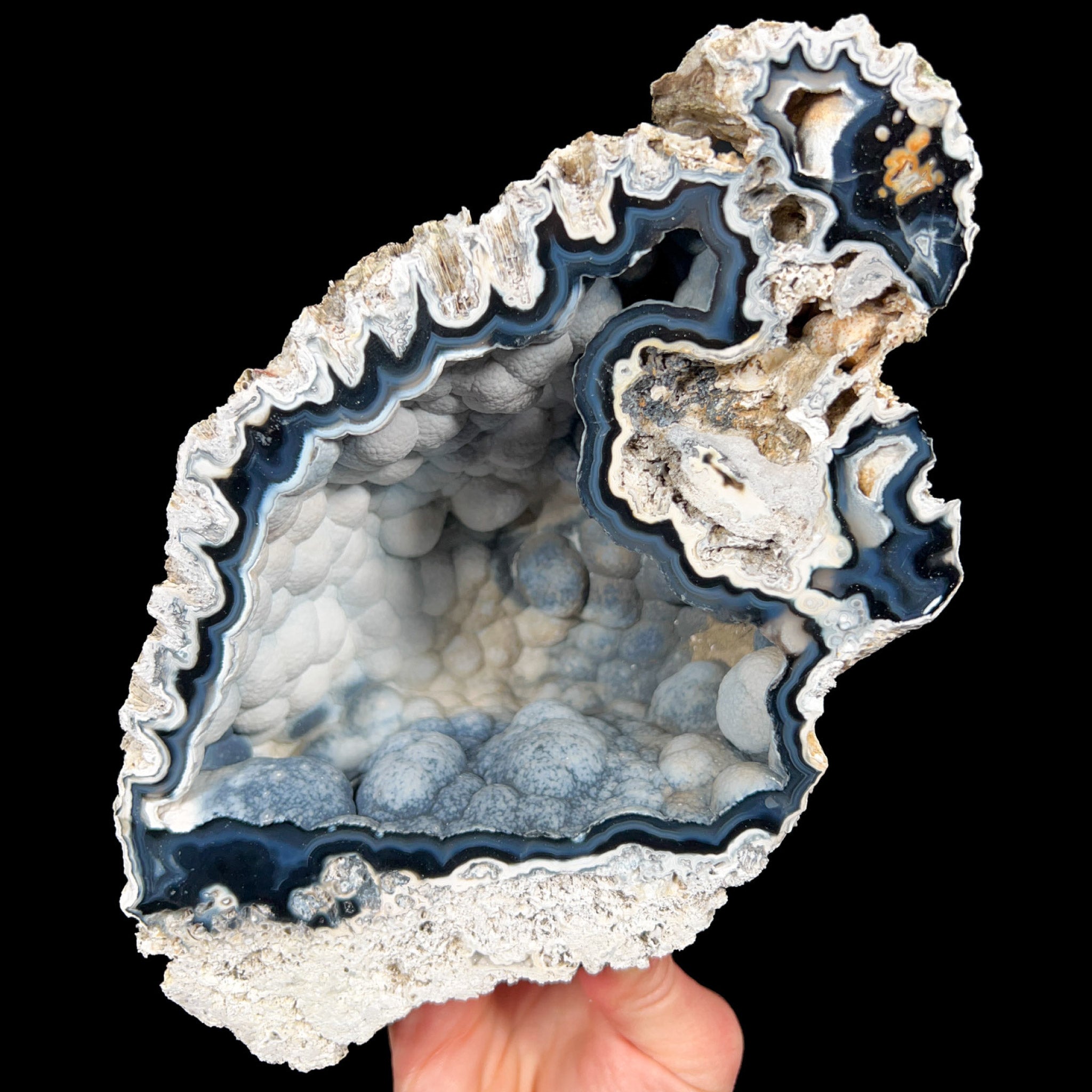 Interior of Fossilized Coral from Florida