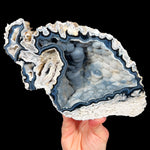 Florida Fossil Coral 