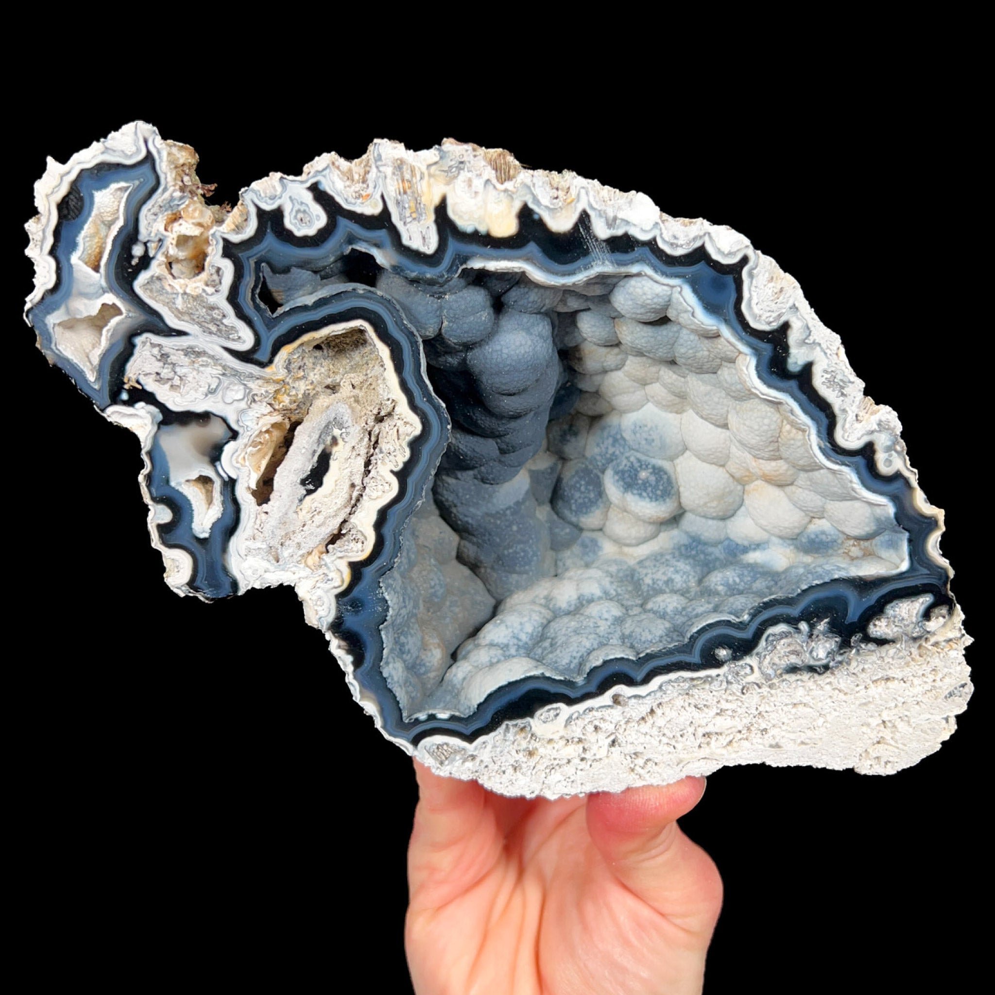 Florida Fossil Coral 