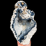 Fossil Coral from Florida
