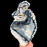 Fossilized Coral from Florida