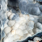 Chalcedony Inside Fossilized Coral from Florida