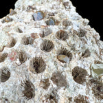 Exterior of Fossilized Colonial Coral from Florida