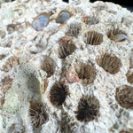 Exterior of Fossilized Coral from Florida