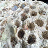 Exterior of Fossilized Coral from Florida