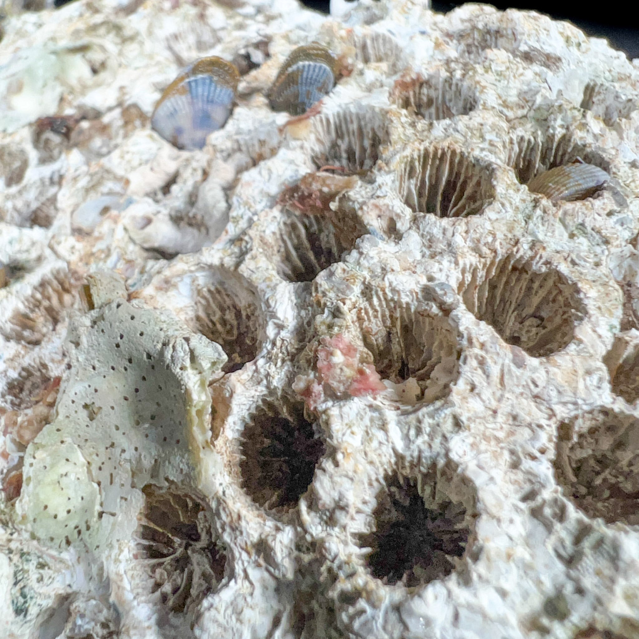 Exterior of Fossilized Coral from Florida