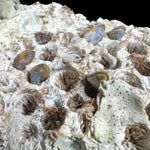 Fossilized Colonial Coral with Clam Shells
