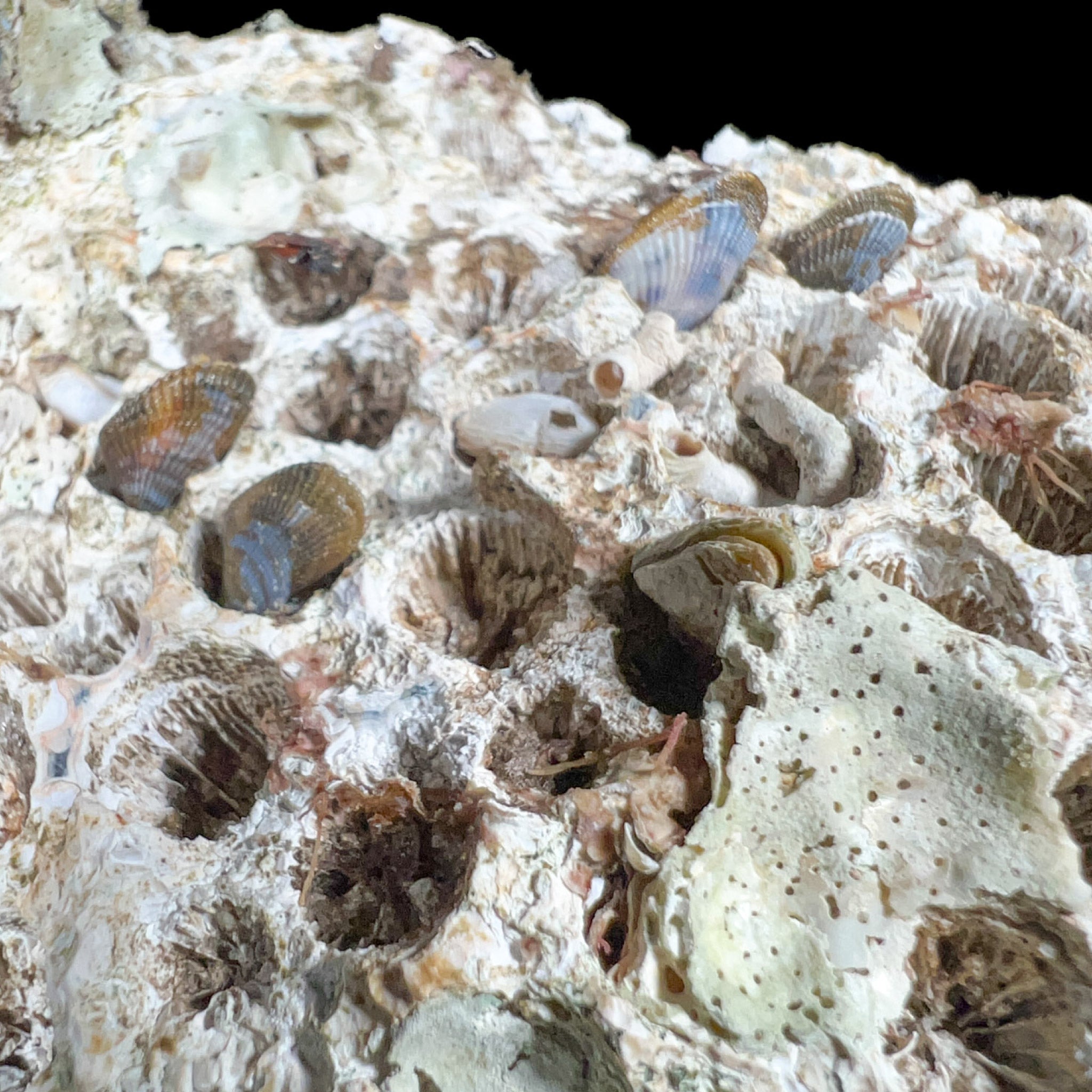 Fossilized Colonial Coral with Clam Shells
