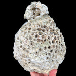 Exterior of Fossilized Colonial Coral from Tampa Bay, Florida