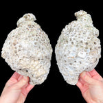 Exterior of Florida Fossilized Coral Pair
