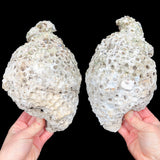 Exterior of Florida Fossilized Coral Pair