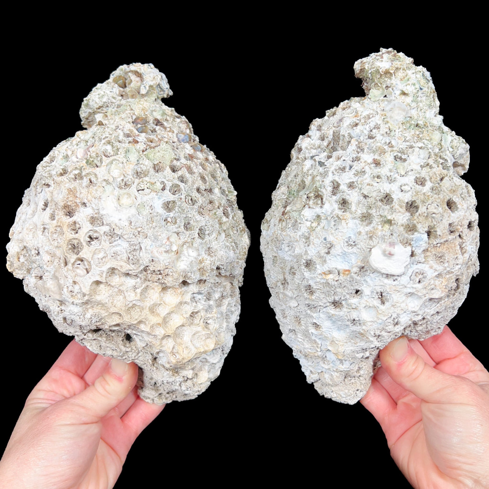 Exterior of Florida Fossilized Coral Pair