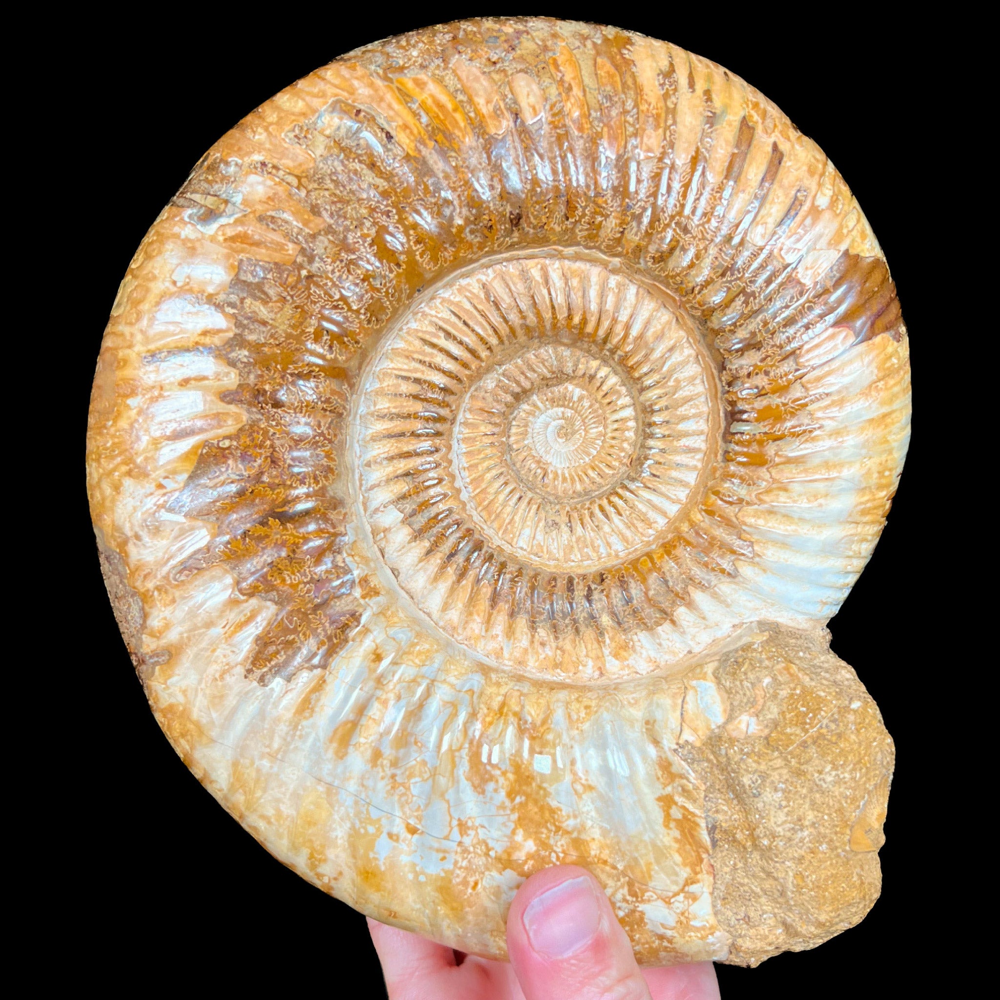 Fossil Ammonite Perisphinctes sp. from Madagascar