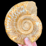 Fossilized Ammonite Shell Large