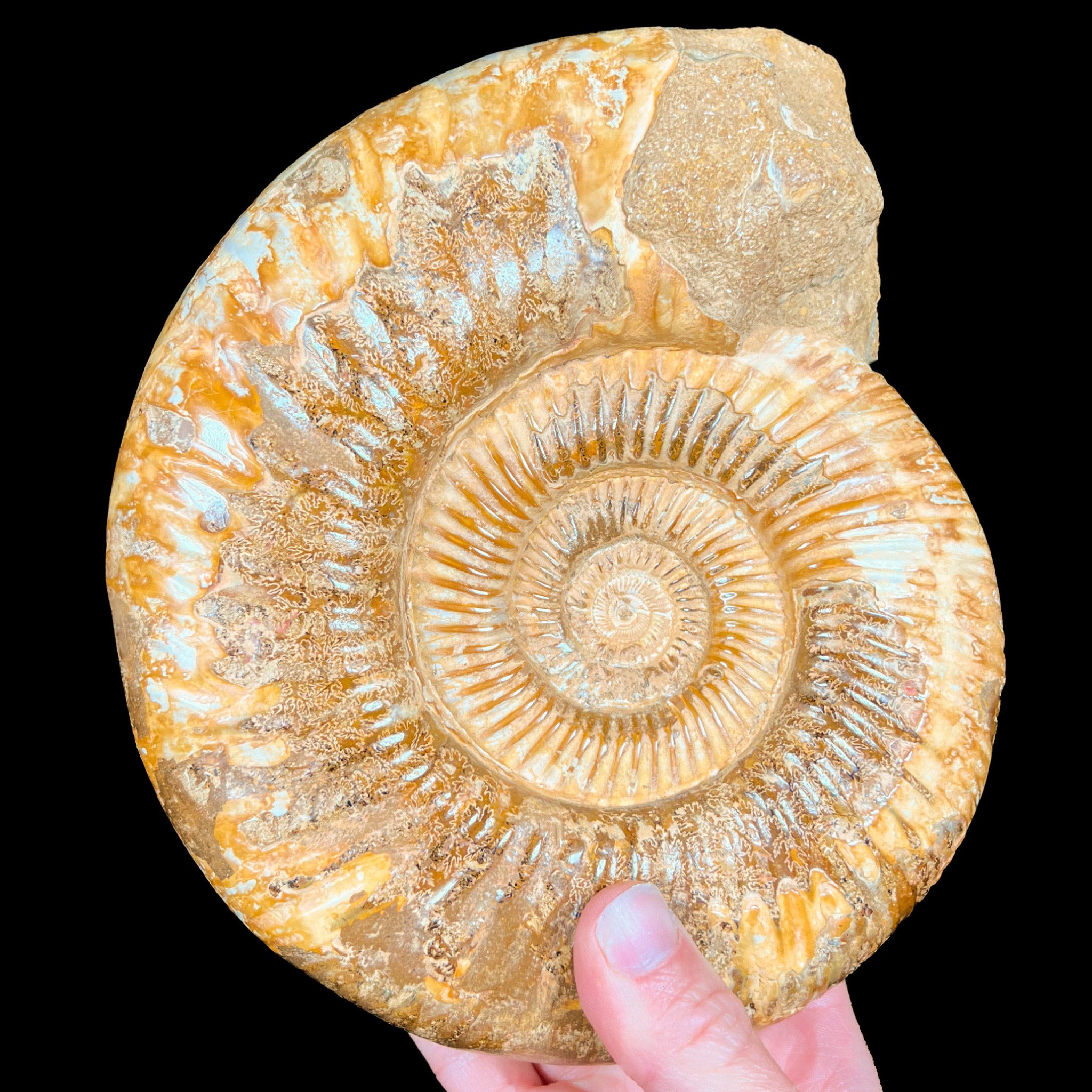 Fossilized Ammonite Shell Large