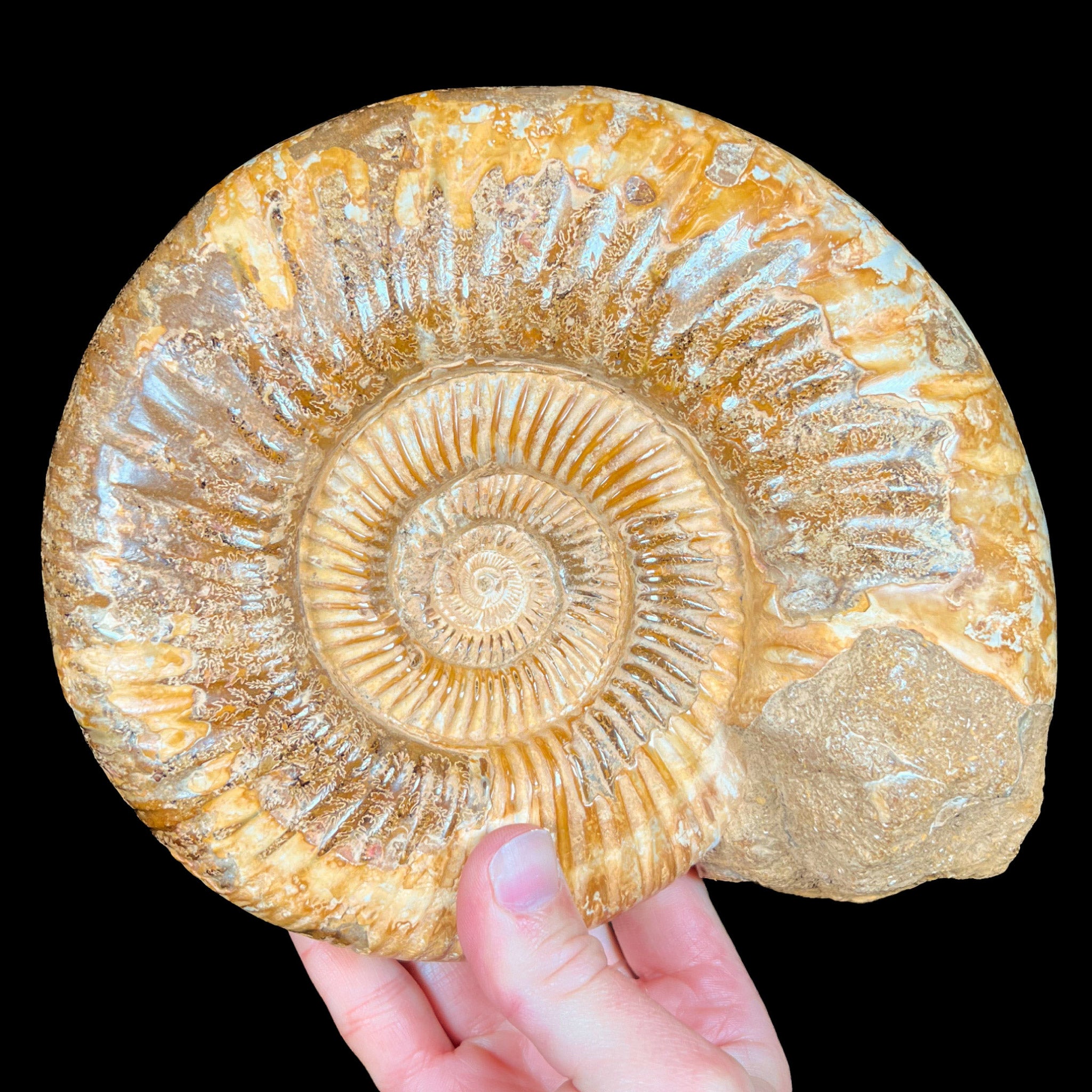 Large Perisphinctes Ammonite Shell Fossil | For Sale | Unearthed Store