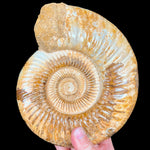 Complete Fossil Ammonite Shell from Madagascar