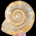 Large Fossilized Ammonite Shell Tan, Cream and White