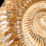 Ammonite Suture Marks
