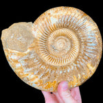 Perisphinctes Ammonite Fossil from Madagascar