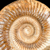 Close Up of Ammonite Fossil Suture Marks
