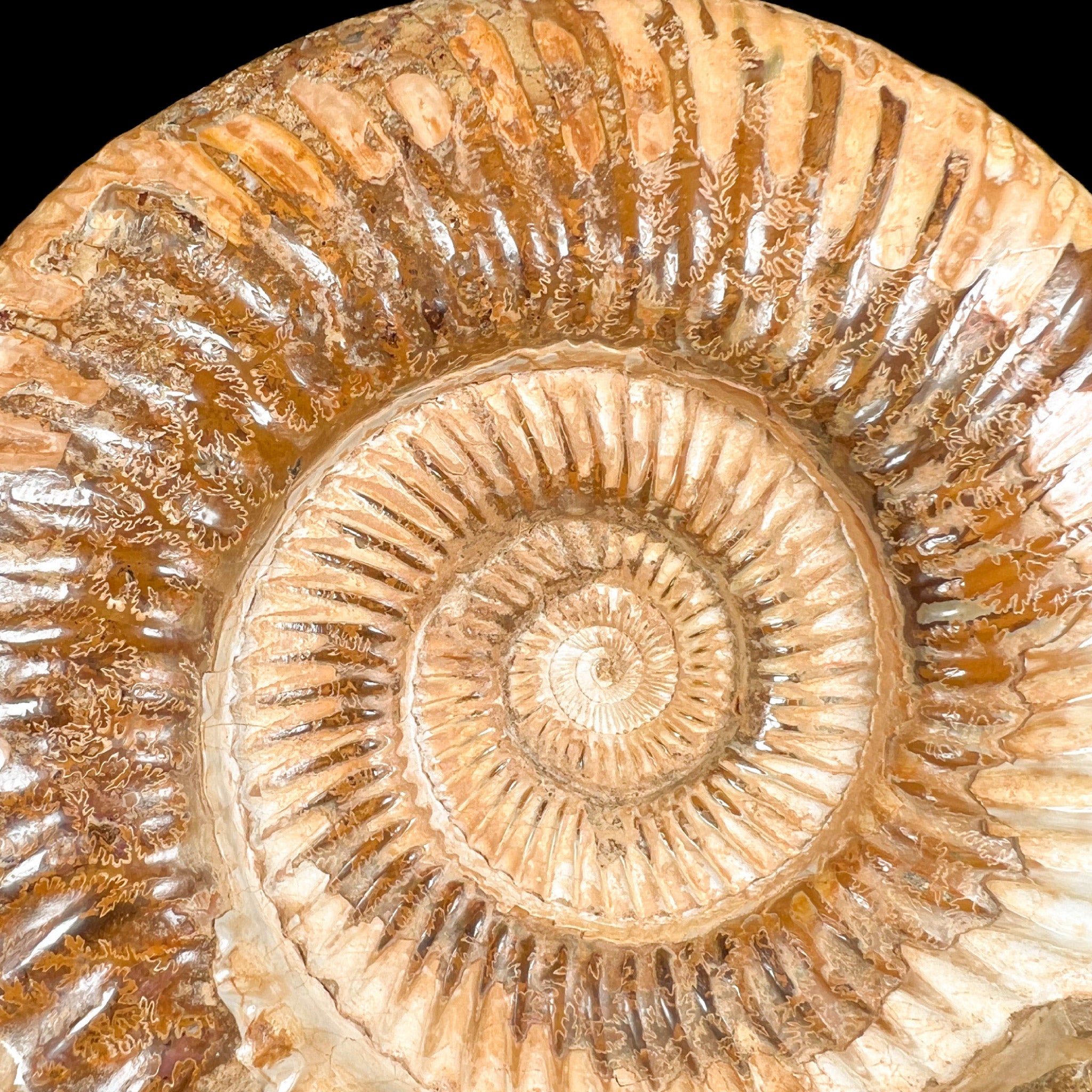 Close Up of Ammonite Fossil Suture Marks