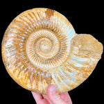 Large Ammonite Fossil Perisphinctes sp.
