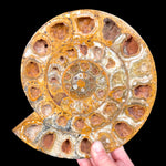 Perisphinctes Ammonite Fossil Pair from Madagascar