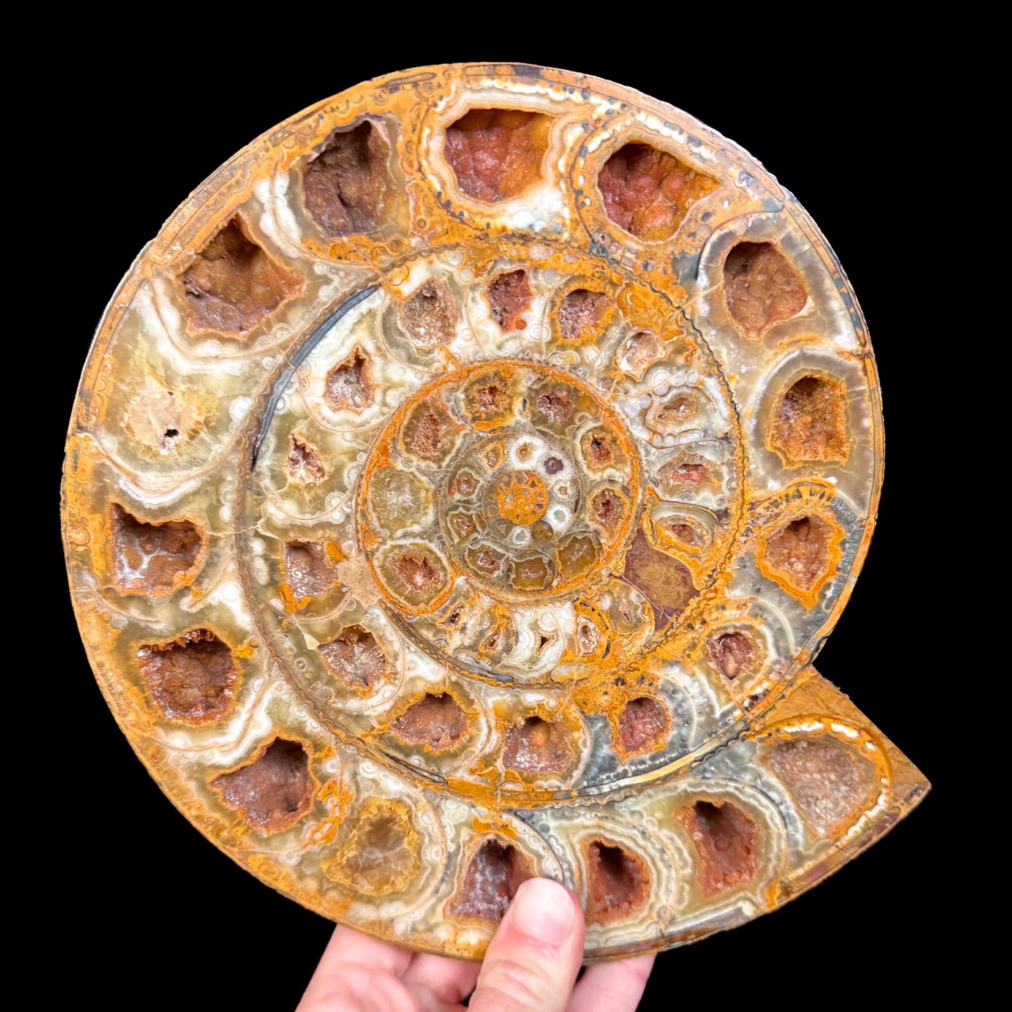 Perisphinctes Ammonite Pair from Madagascar
