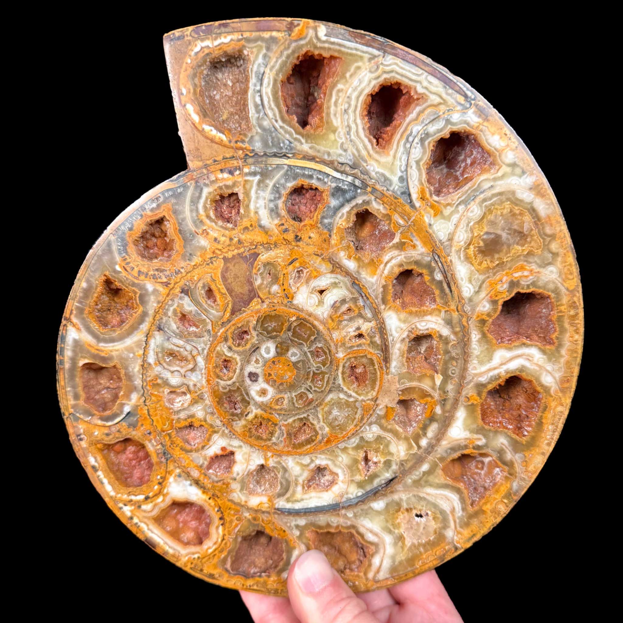 Large Split Pair Fossilized Ammonite 