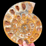 Split Pair Ammonite Fossil from Madagascar