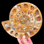Large Split Pair Fossil Ammonite Shell