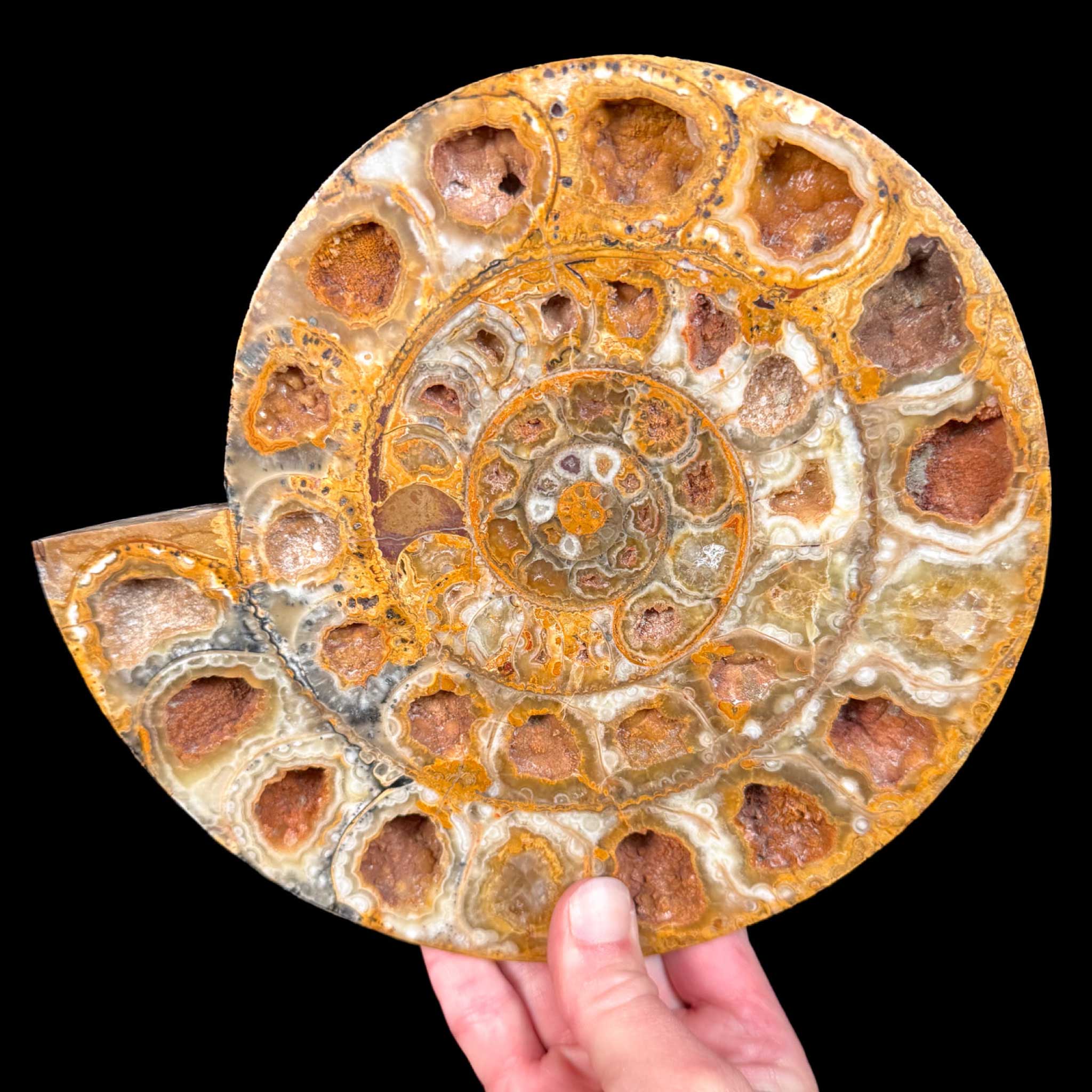 Large Split Pair Fossil Ammonite Shell