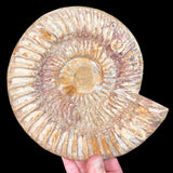 Exterior of Ammonite Fossil 