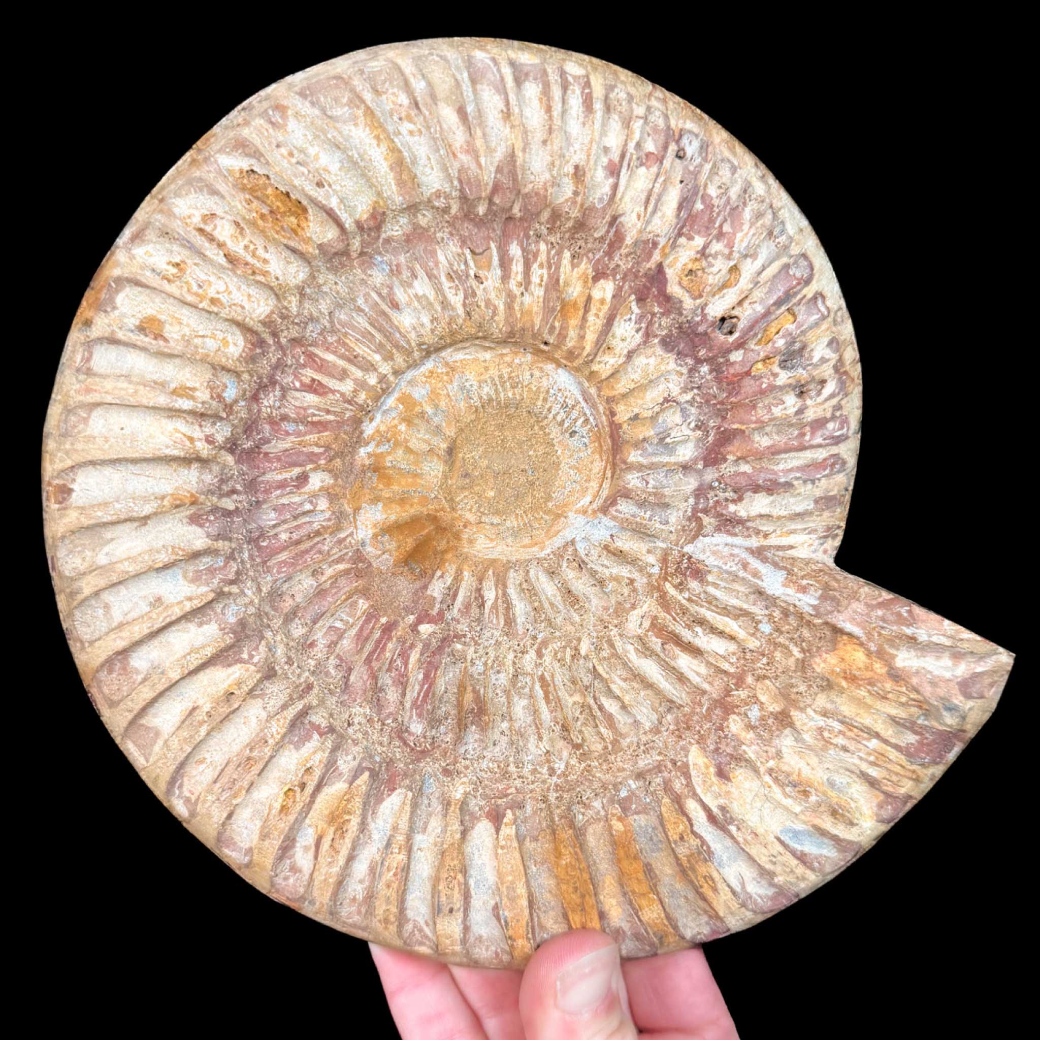 Exterior of Ammonite Fossil 