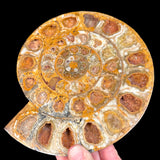 Calcite Crystals in Ammonite Fossil growth chambers